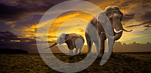 Elephants family on sunset