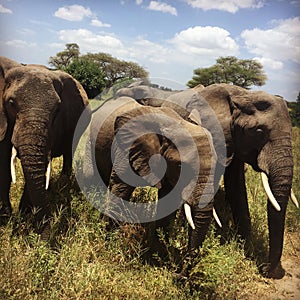 Elephants family in Tanzania catched just next to us