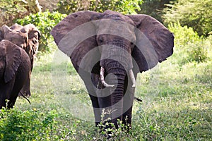 Elephants family on thre Serengeti road