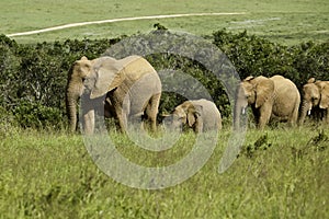 Elephants family walking