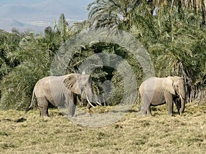 Elephants feeding in amboseli national park, keny