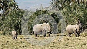 Elephants feeding in amboseli national park, keny