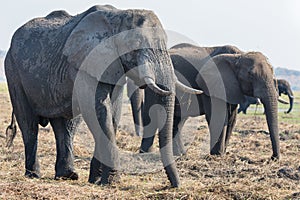 Elephants feeding in Chobe national Park, Botswanna photo