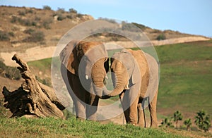 Elephants feeding each other