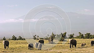 Elephants feeding in front of mt kilimanjaro in amboseli, kenya