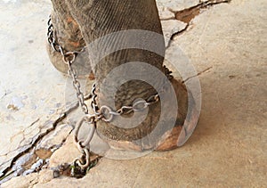 Elephants feet with shackles