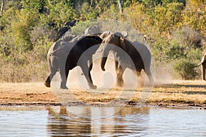 Elephants Fight