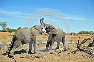 Elephants Fighting