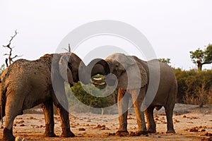 Elephants fighting for the right to mate