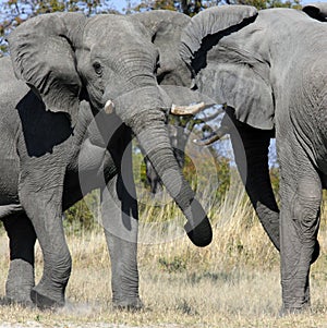 Elephants fighting - Savuti - Botswana