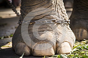 Elephants foot in chains