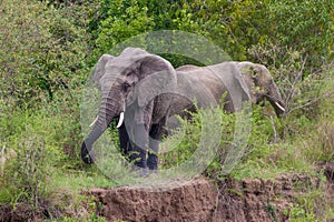 Elephants in Forest after crossing river