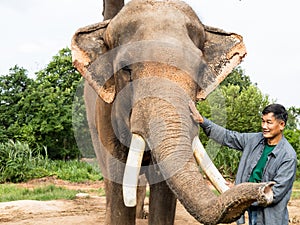 Elephants in the forest and mahout with elephant lifestyle of a mahout in Chang Village, Surin province, Thailand