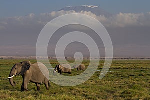 Elephants in front of the Kilimanjaro