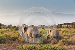 Elephants in front of Kilimanjaro, Amboseli, Kenya