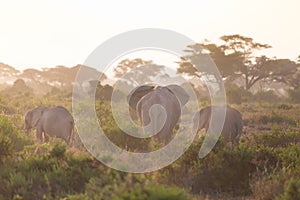 Elephants in front of Kilimanjaro, Amboseli, Kenya