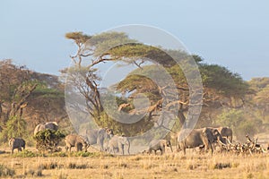 Elephants in front of Kilimanjaro, Amboseli, Kenya