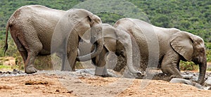 Elephants fun and games in watering place