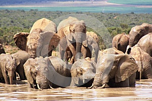 Elephants getting wet and muddy