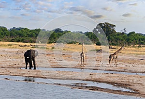 Elephants and giraffes drinking at waterhole