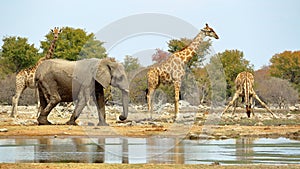 Elephants and giraffes watering