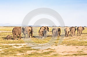 Elephants go away. Savanna.