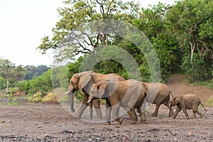 Elephants in an almost dry riverbed in Mashatu Game Reserve