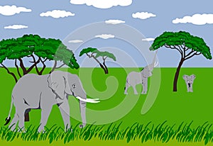 Elephants in grassland