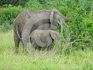 elephants in the grassland in africa