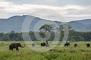 Elephants graze in Kaudulla National Park near Habarana in central Sri Lanka as a storm closes in.