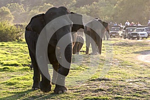 Elephants graze in the late afternoon at Minneriya National Park.