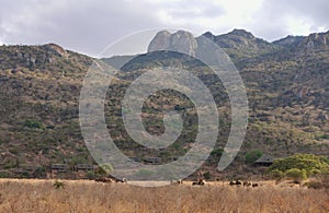 Elephants grazing at African savanna