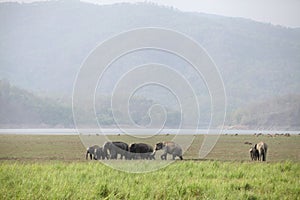 Elephants grazing in the beautiful grassland of Dhikala