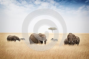 Elephants Grazing in Kenya Africa