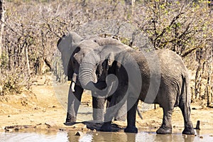 Elephants greeting each other at the water hole