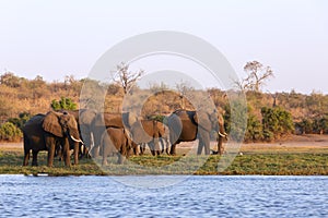 Elephants half wet in sunset light in Africa