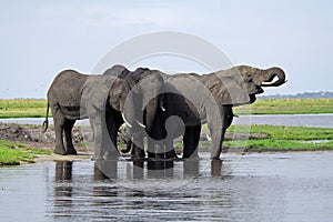 Elephants having a drink at the Chobe River