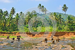 Elephants with her offspring in Pinnawela elephant orphanage, playing in the river, Sri Lanka photo