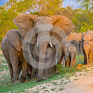 Elephants, herd