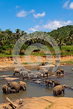 Elephants herd