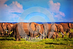 Elephants herd on savanna. Safari in Amboseli, Kenya, Africa photo