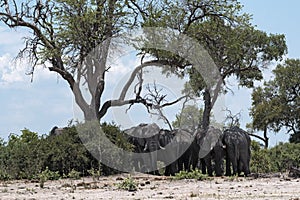 Elephants herd under a tree group in Chobe National Park, Botswana