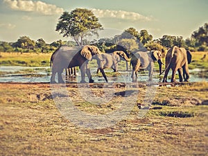 Elephants herd at a water
