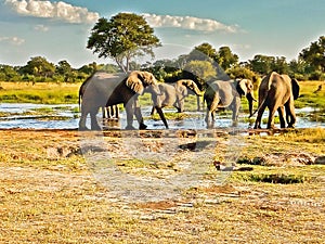 elephants herd at a water