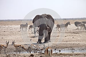 Elephants and herds of zebra and antelope wait through the midday heat at the waterhole Etosha, Namibia