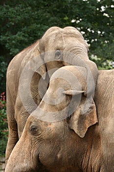 Elephants hugging