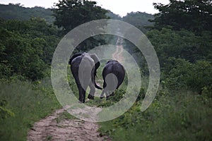 Elephants in Hwage National Park, Zimbabwe, Elephant, Tusks, Elephant`s Eye Lodge