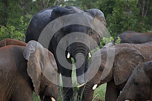 Elephants in Hwage National Park, Zimbabwe, Elephant, Tusks, Elephant`s Eye Lodge