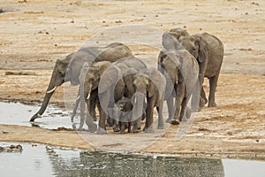 Elephants at Hwange national Park