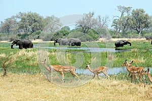 Elephants and impala graze.